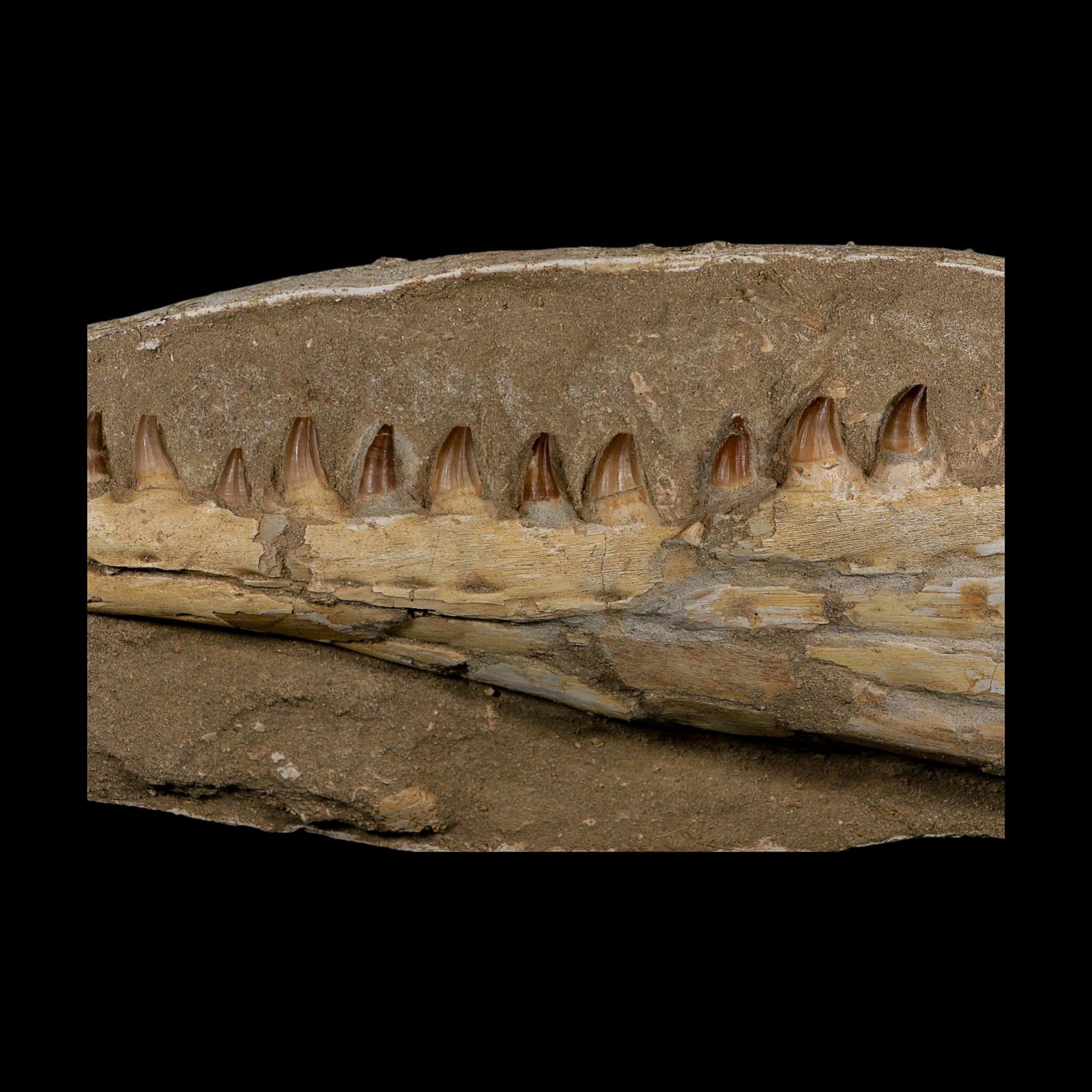 18" Mosasaur Prognathodon Fossil Jaw Section Teeth Cretaceous Dinosaur Era COA - Fossil Age Minerals