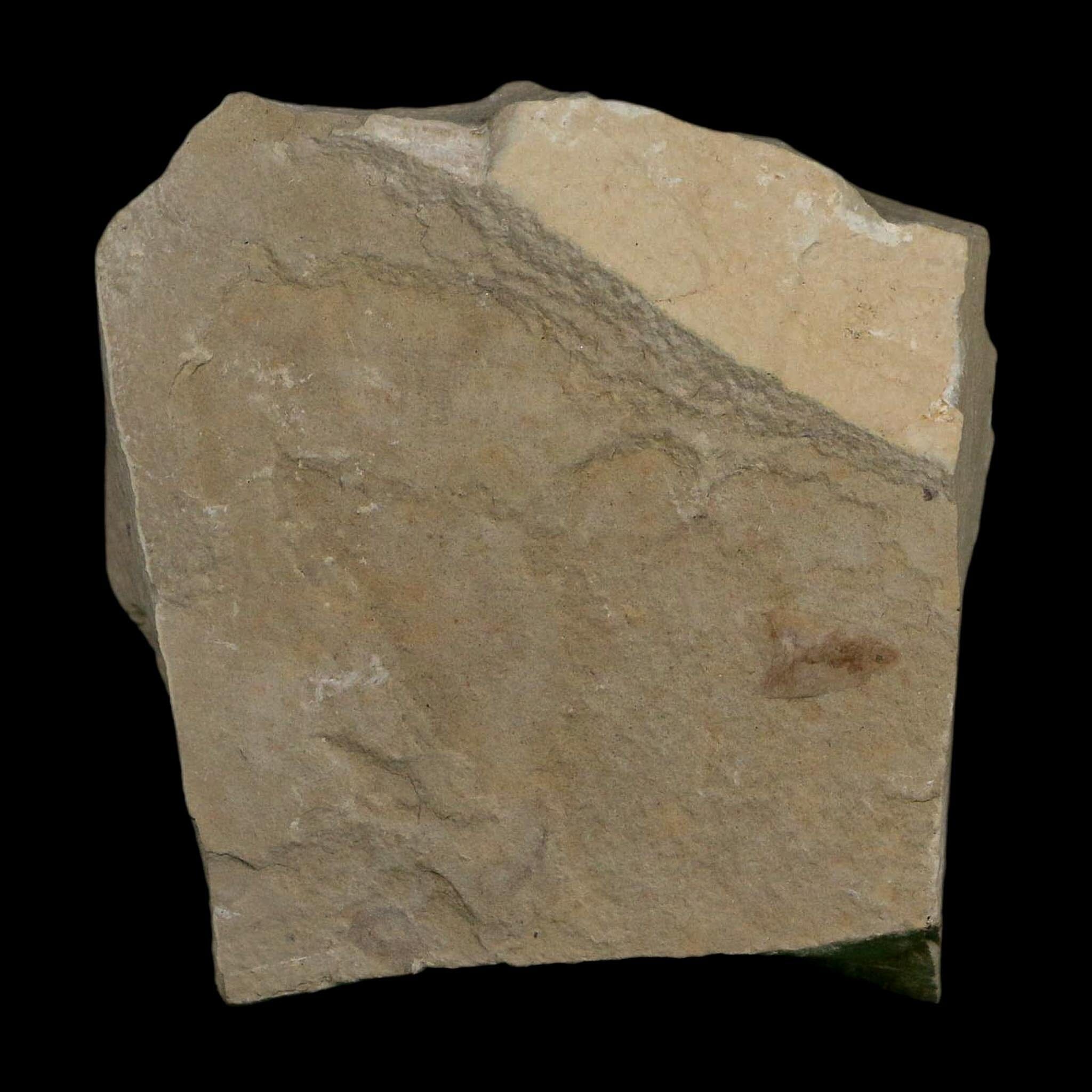 1.5" Detailed Cedrelospermum Nervosum Fossil Plant Leaf Eocene Age Green River FM UT - Fossil Age Minerals