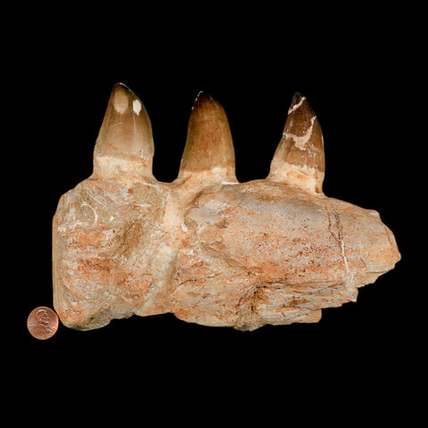 8" Mosasaur Prognathodon Fossil Jaw Section Teeth Cretaceous Dinosaur Era COA - Fossil Age Minerals