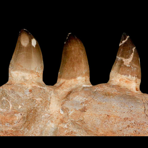 8" Mosasaur Prognathodon Fossil Jaw Section Teeth Cretaceous Dinosaur Era COA - Fossil Age Minerals