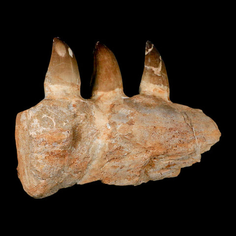 8" Mosasaur Prognathodon Fossil Jaw Section Teeth Cretaceous Dinosaur Era COA - Fossil Age Minerals