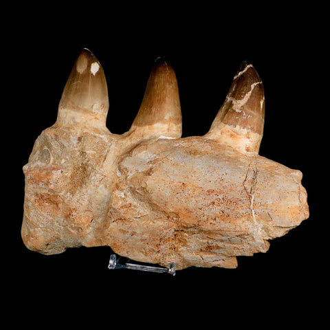 8" Mosasaur Prognathodon Fossil Jaw Section Teeth Cretaceous Dinosaur Era COA - Fossil Age Minerals