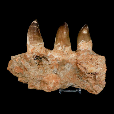 8" Mosasaur Prognathodon Fossil Jaw Section Teeth Cretaceous Dinosaur Era COA - Fossil Age Minerals