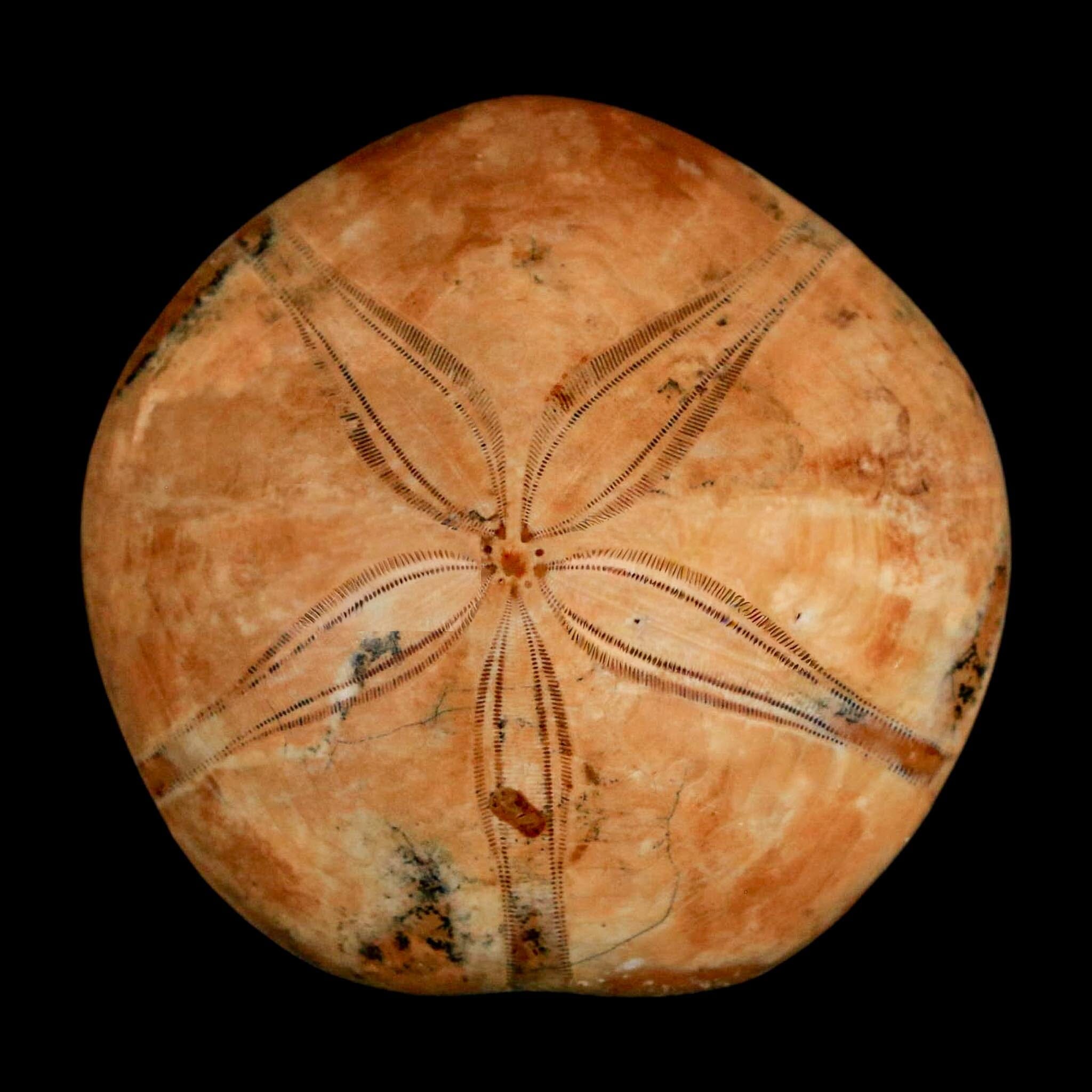 53MM Pygurus Marmonti Sea Urchin Fossil Sand Dollar Jurassic Age Madagascar - Fossil Age Minerals