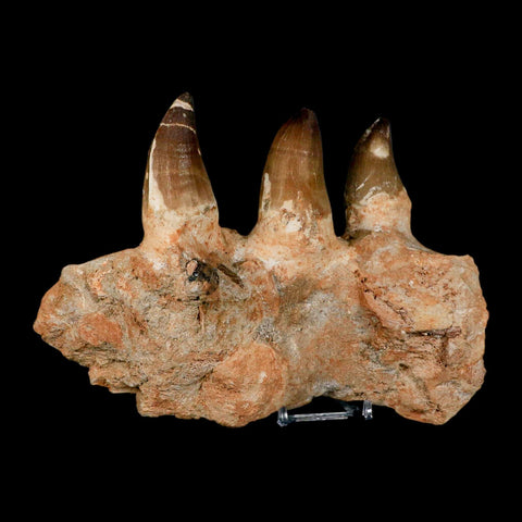 8" Mosasaur Prognathodon Fossil Jaw Section Teeth Cretaceous Dinosaur Era COA - Fossil Age Minerals