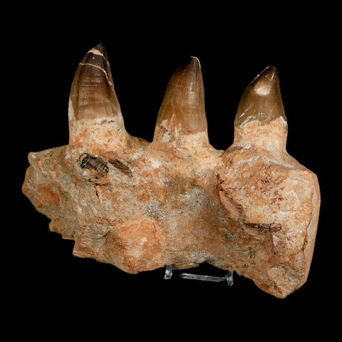 8" Mosasaur Prognathodon Fossil Jaw Section Teeth Cretaceous Dinosaur Era COA - Fossil Age Minerals