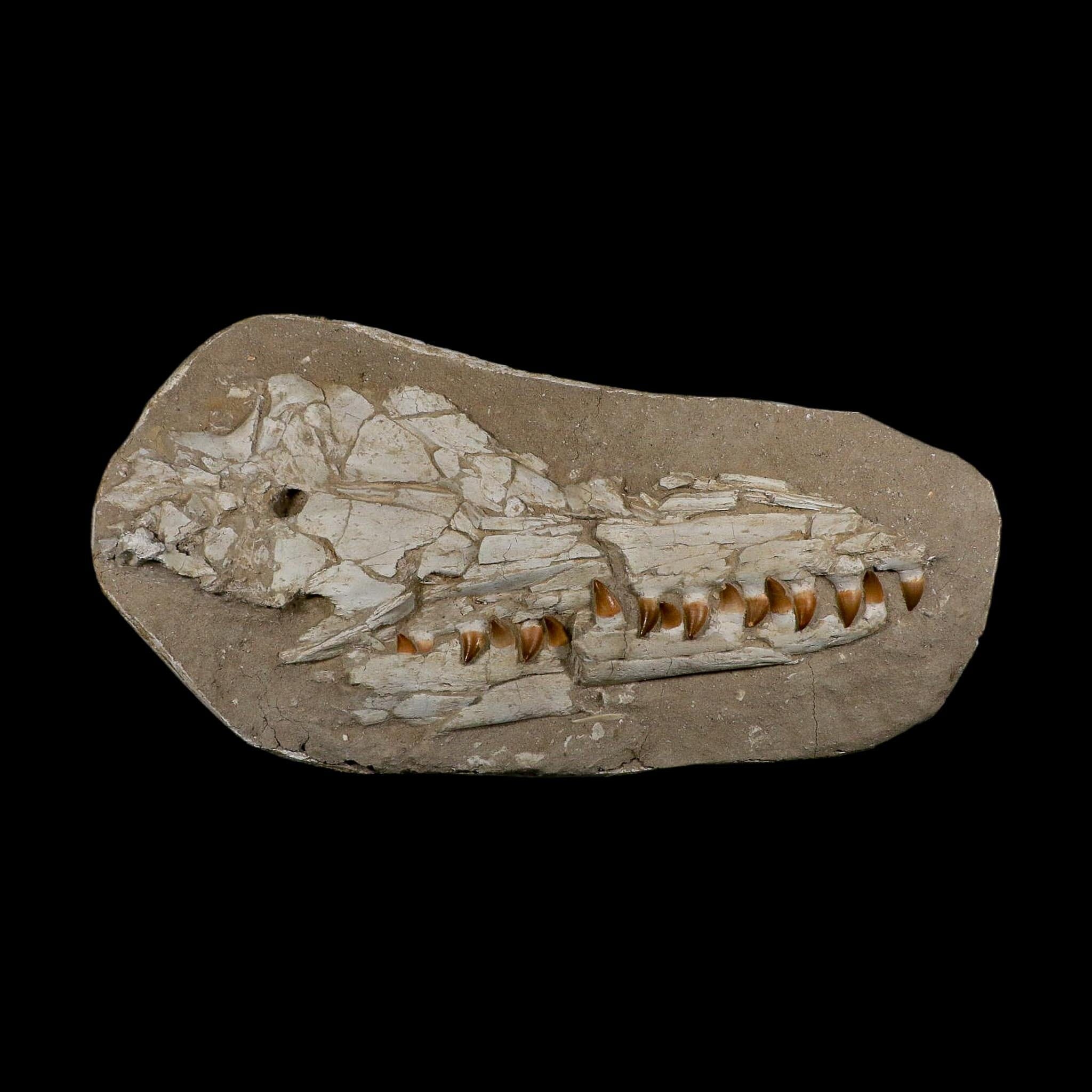 22" Mosasaur Prognathodon Fossil Skull Jaw Teeth Cretaceous Dinosaur Era COA - Fossil Age Minerals