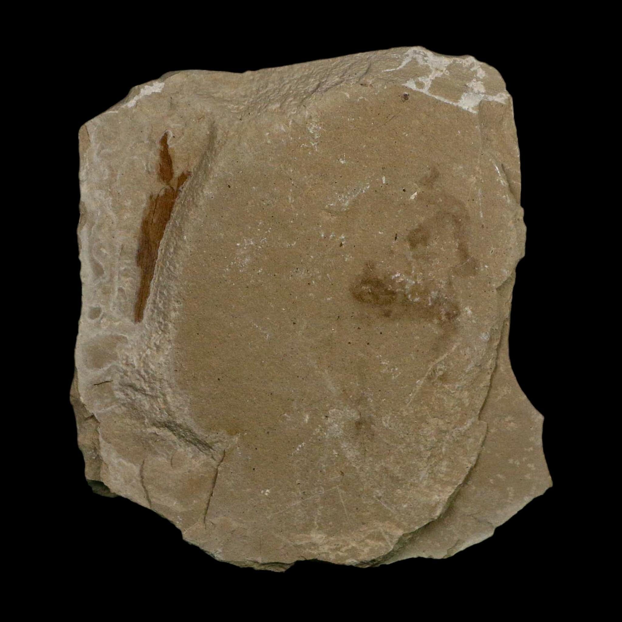 1.2" Detailed Cardiospermum Coloradensis Balloon Vine Fossil Plant Leaf Eocene Age UT - Fossil Age Minerals