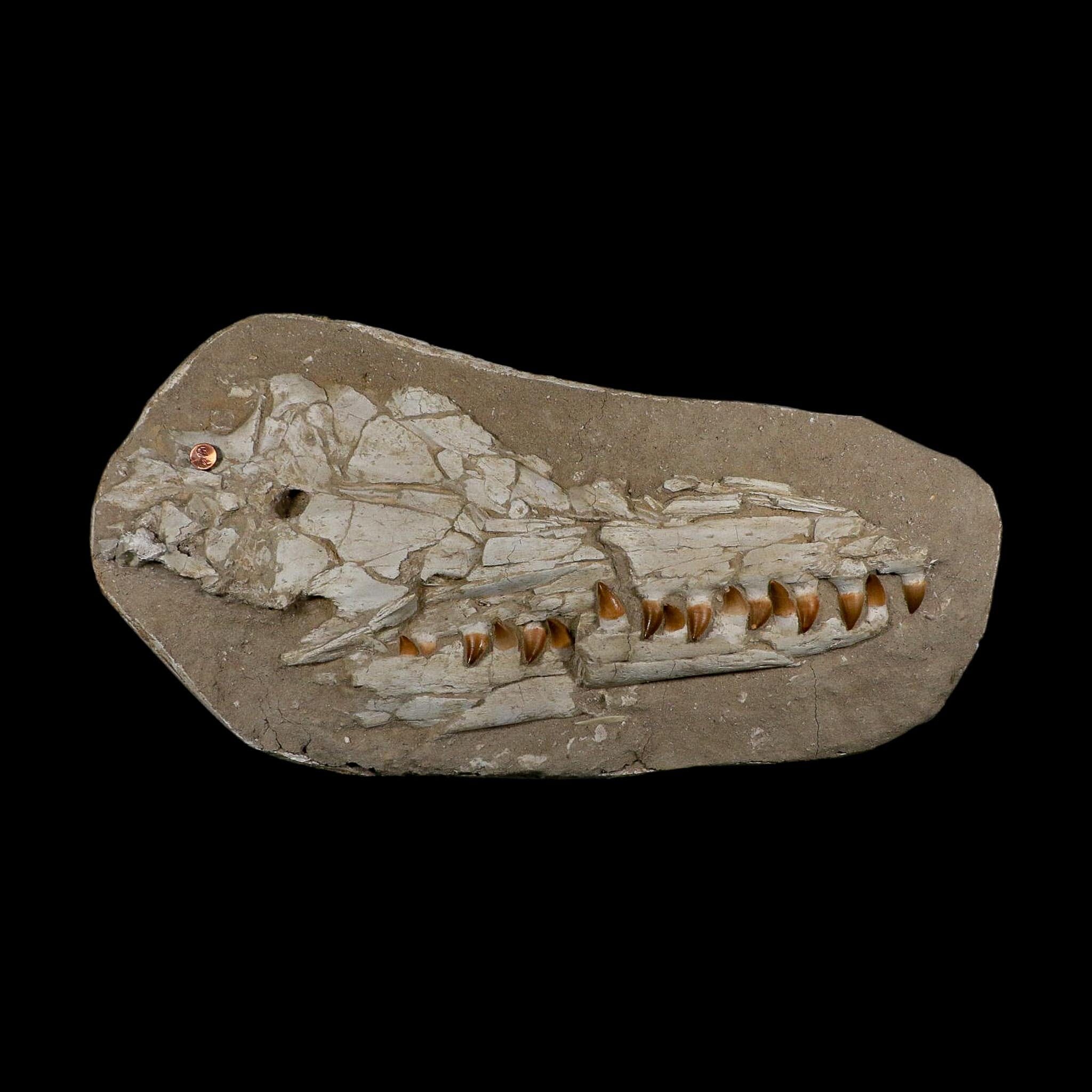 22" Mosasaur Prognathodon Fossil Skull Jaw Teeth Cretaceous Dinosaur Era COA - Fossil Age Minerals