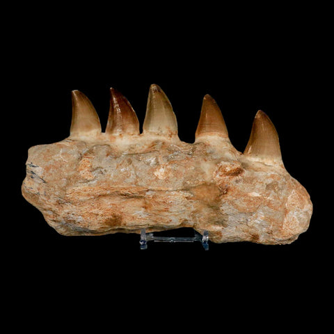 7.5" Mosasaur Prognathodon Fossil Jaw Section Teeth Cretaceous Dinosaur Era COA - Fossil Age Minerals