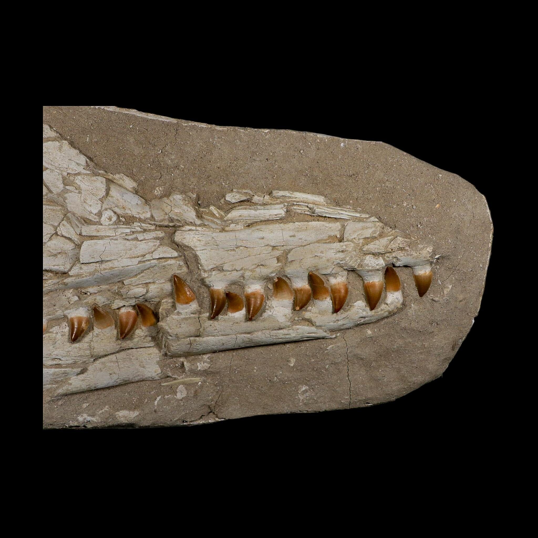 22" Mosasaur Prognathodon Fossil Skull Jaw Teeth Cretaceous Dinosaur Era COA - Fossil Age Minerals