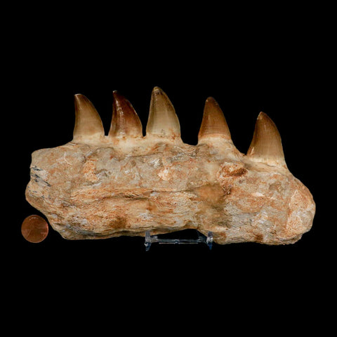 7.5" Mosasaur Prognathodon Fossil Jaw Section Teeth Cretaceous Dinosaur Era COA - Fossil Age Minerals