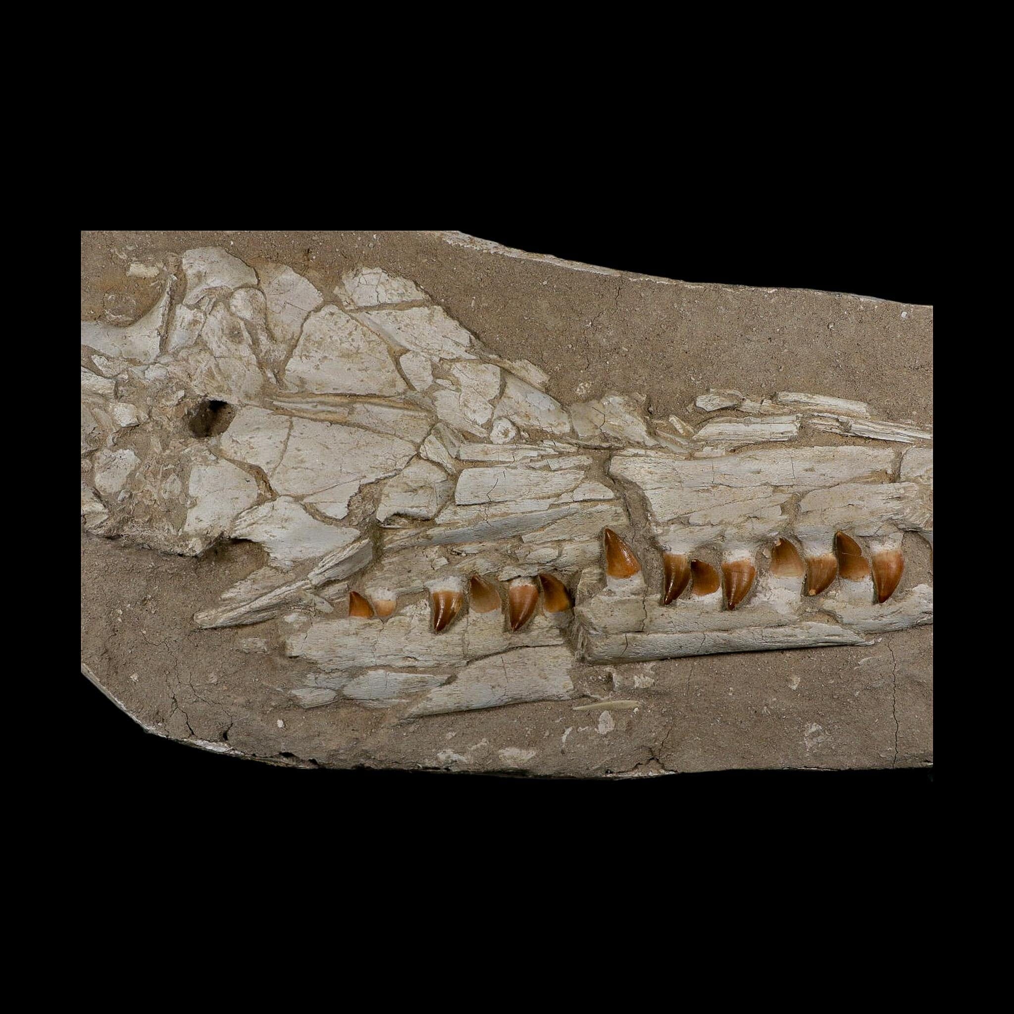 22" Mosasaur Prognathodon Fossil Skull Jaw Teeth Cretaceous Dinosaur Era COA - Fossil Age Minerals