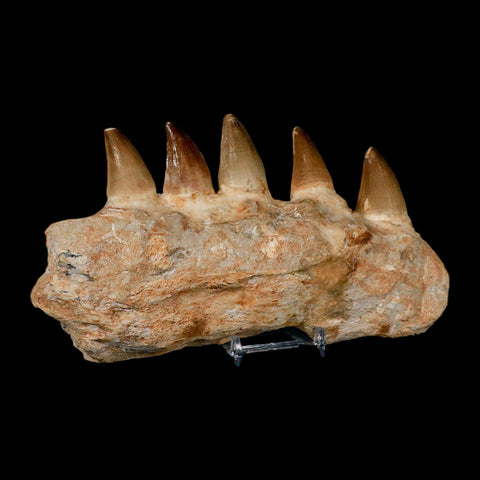 7.5" Mosasaur Prognathodon Fossil Jaw Section Teeth Cretaceous Dinosaur Era COA - Fossil Age Minerals