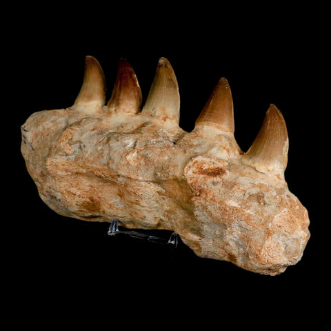 7.5" Mosasaur Prognathodon Fossil Jaw Section Teeth Cretaceous Dinosaur Era COA - Fossil Age Minerals