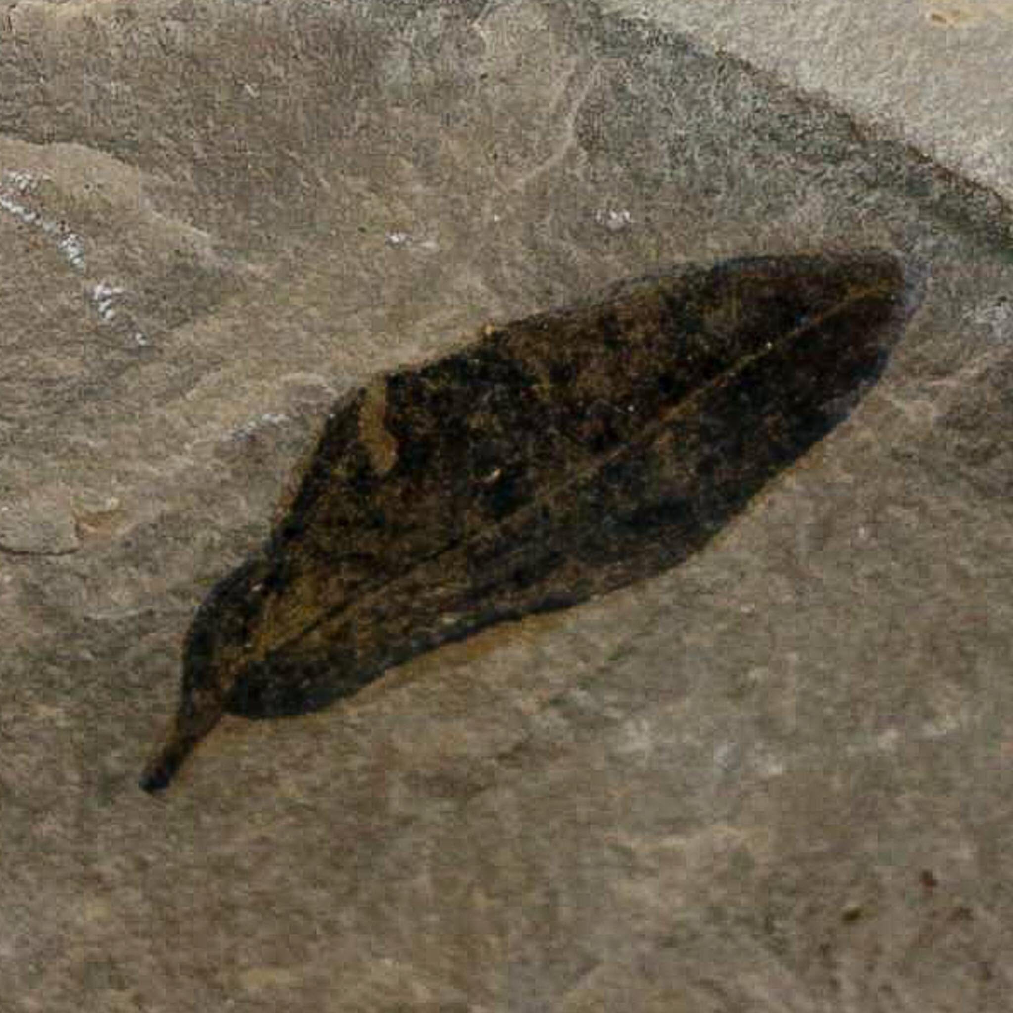 1.1" Detailed Persea Coriacea Fossil Plant Leaf Eocene Age Green River FM Utah - Fossil Age Minerals