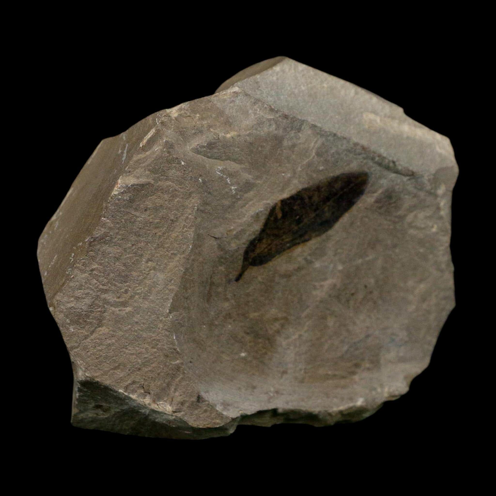 1.1" Detailed Persea Coriacea Fossil Plant Leaf Eocene Age Green River FM Utah - Fossil Age Minerals