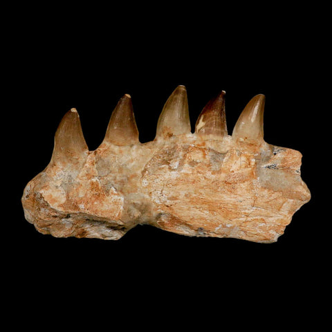 7.5" Mosasaur Prognathodon Fossil Jaw Section Teeth Cretaceous Dinosaur Era COA - Fossil Age Minerals