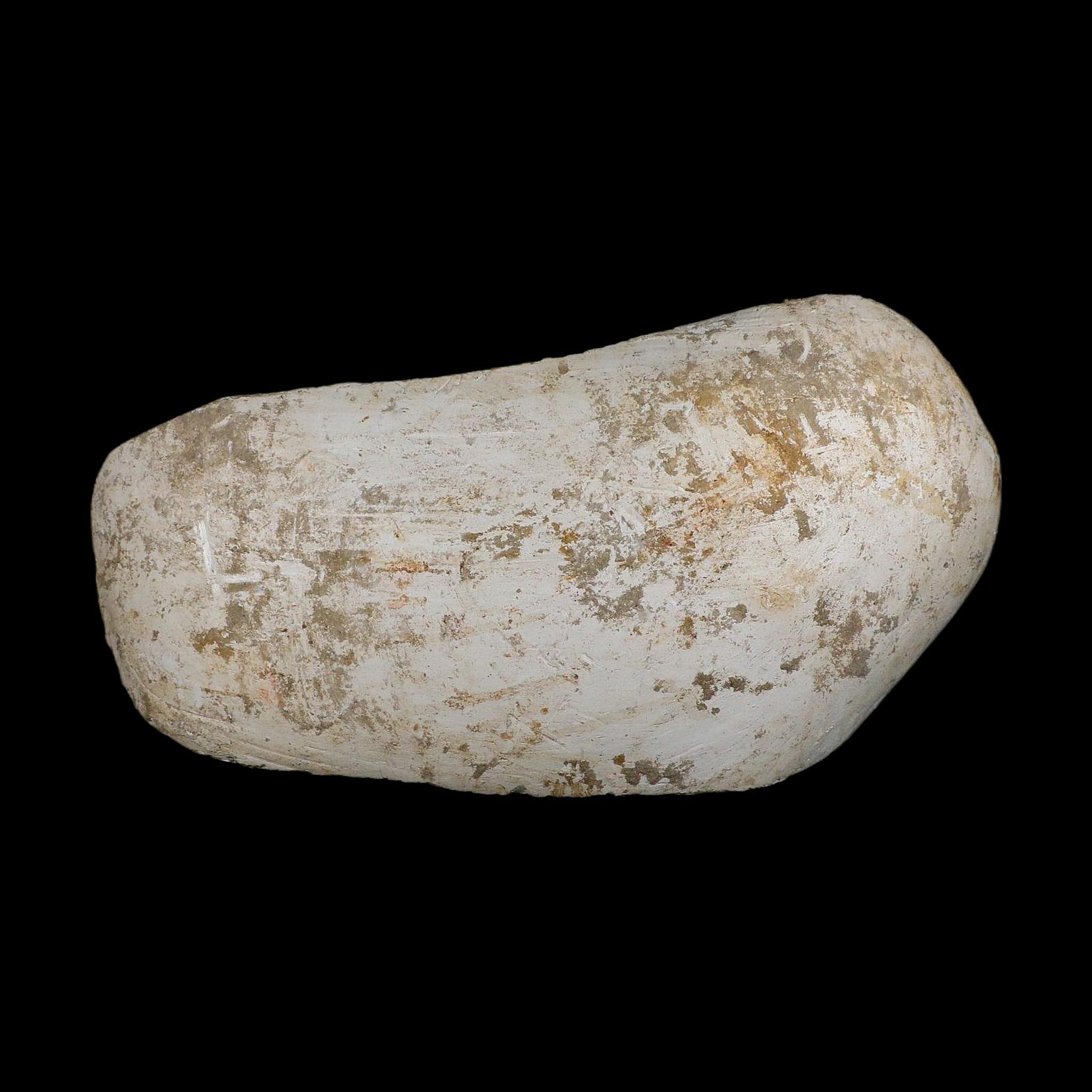 22" Mosasaur Prognathodon Fossil Skull Jaw Teeth Cretaceous Dinosaur Era COA - Fossil Age Minerals