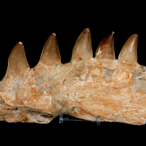 7.5" Mosasaur Prognathodon Fossil Jaw Section Teeth Cretaceous Dinosaur Era COA - Fossil Age Minerals