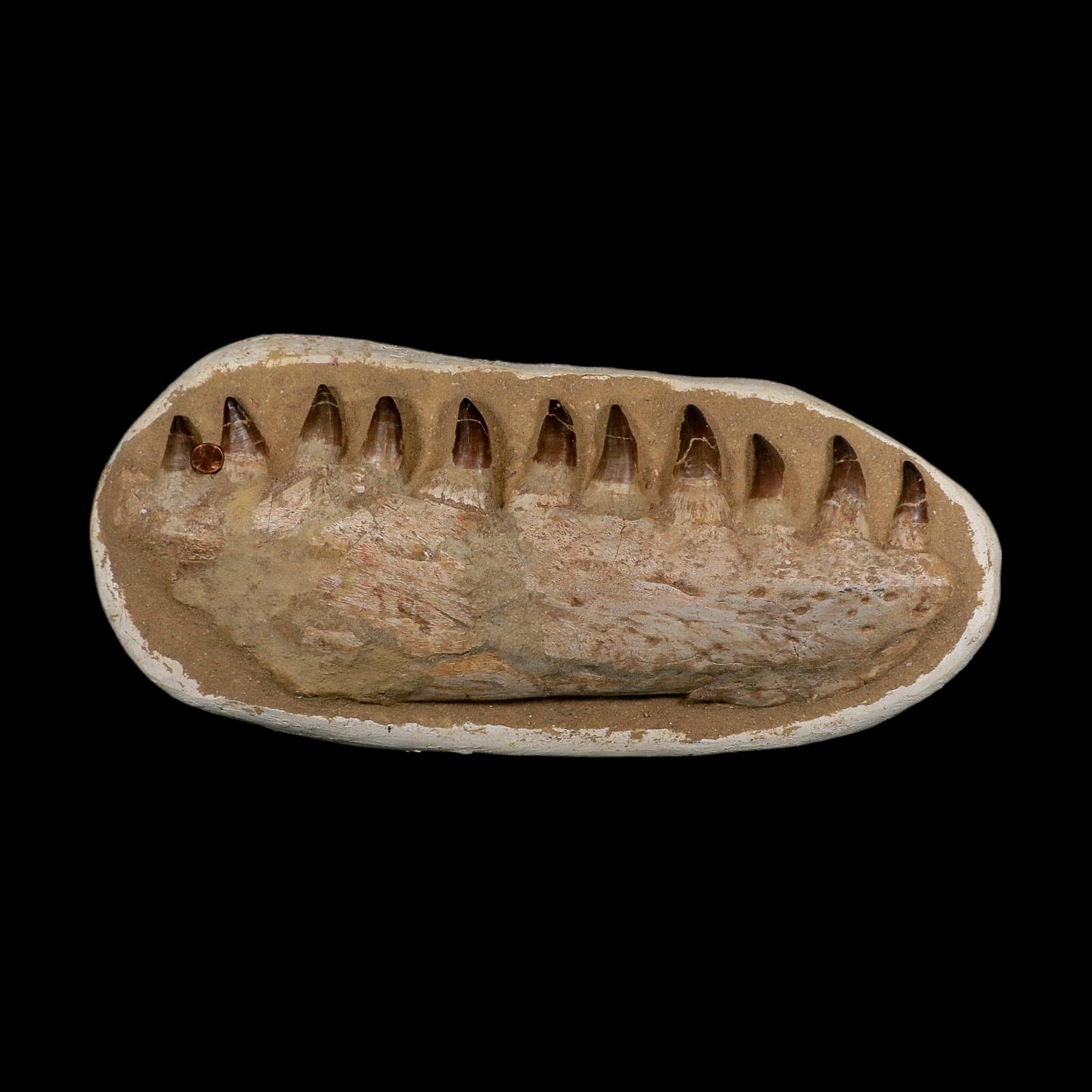 19.5" Mosasaur Prognathodon Fossil Jaw Section Teeth Cretaceous Dinosaur Era COA - Fossil Age Minerals