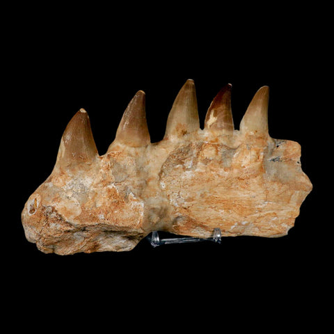 7.5" Mosasaur Prognathodon Fossil Jaw Section Teeth Cretaceous Dinosaur Era COA - Fossil Age Minerals