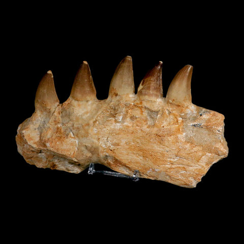 7.5" Mosasaur Prognathodon Fossil Jaw Section Teeth Cretaceous Dinosaur Era COA - Fossil Age Minerals