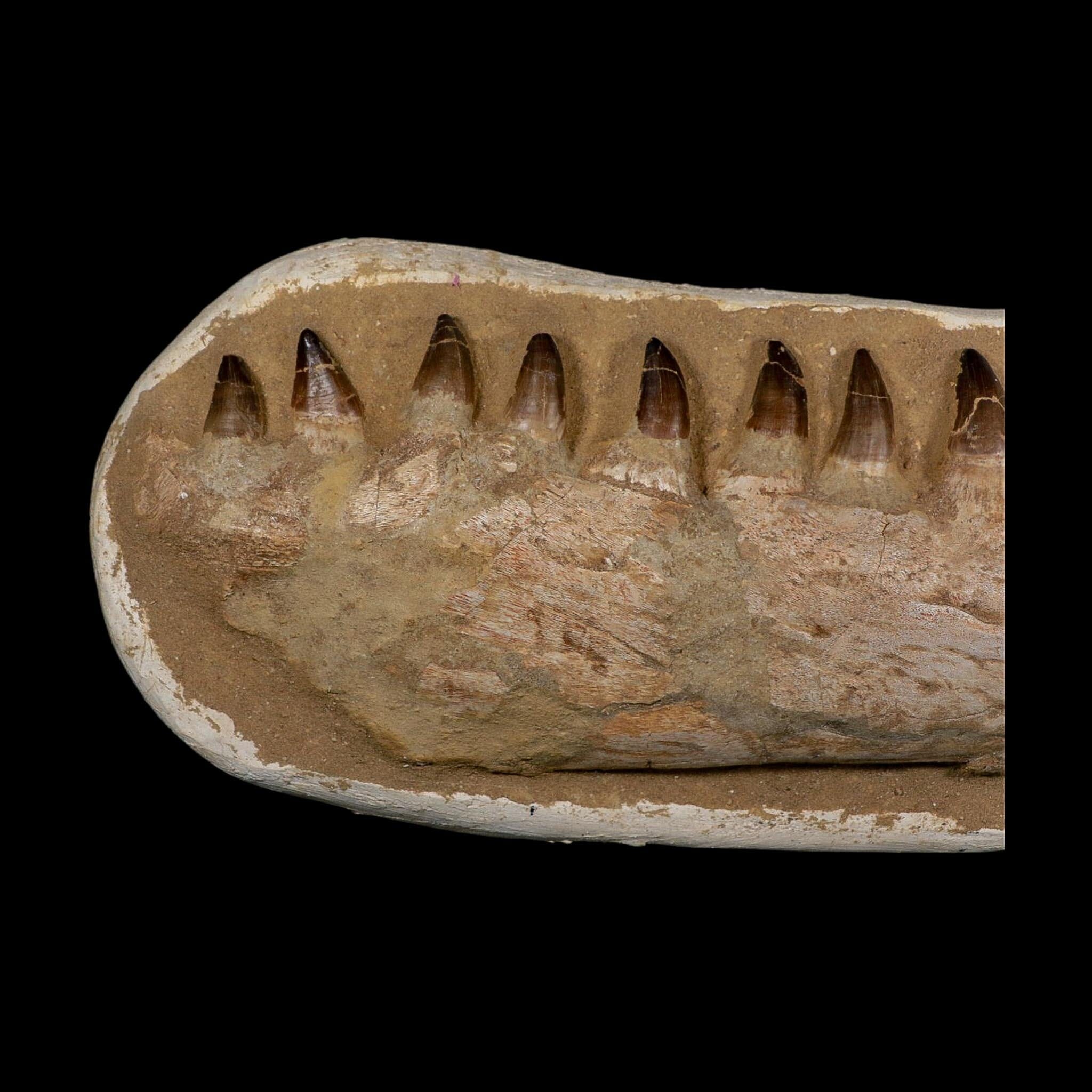 19.5" Mosasaur Prognathodon Fossil Jaw Section Teeth Cretaceous Dinosaur Era COA - Fossil Age Minerals