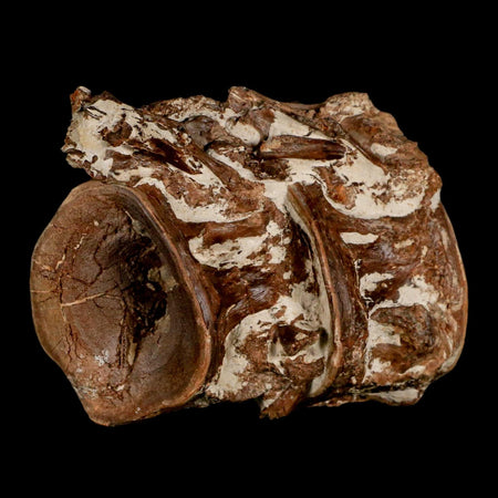 2.8" Ichthyodectes Fish Fossil Vertebrae Late Cretaceous Era Niobrara Formation Kansas