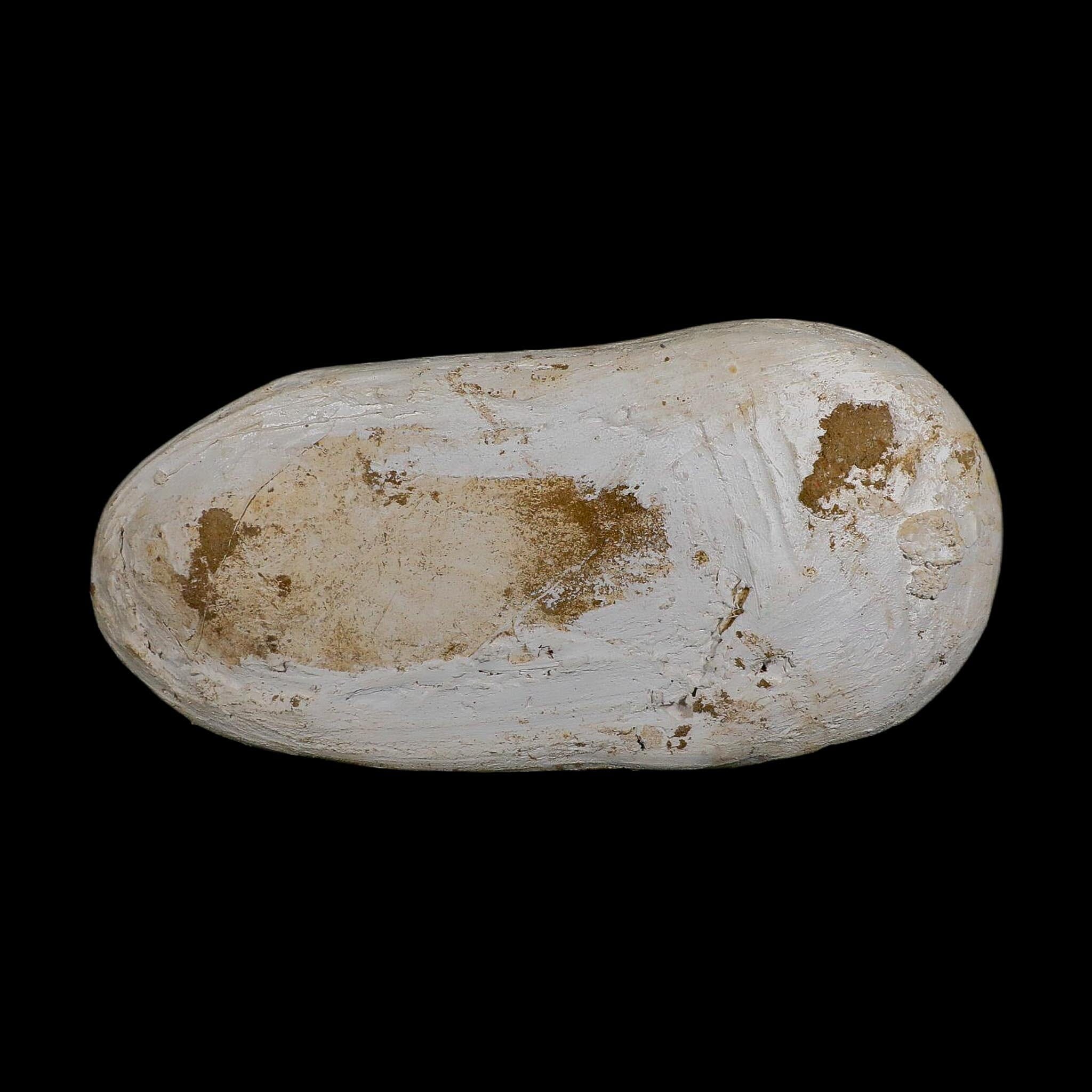 19.5" Mosasaur Prognathodon Fossil Jaw Section Teeth Cretaceous Dinosaur Era COA - Fossil Age Minerals
