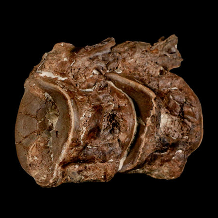 2.8" Ichthyodectes Fish Fossil Vertebrae Late Cretaceous Era Niobrara Formation Kansas