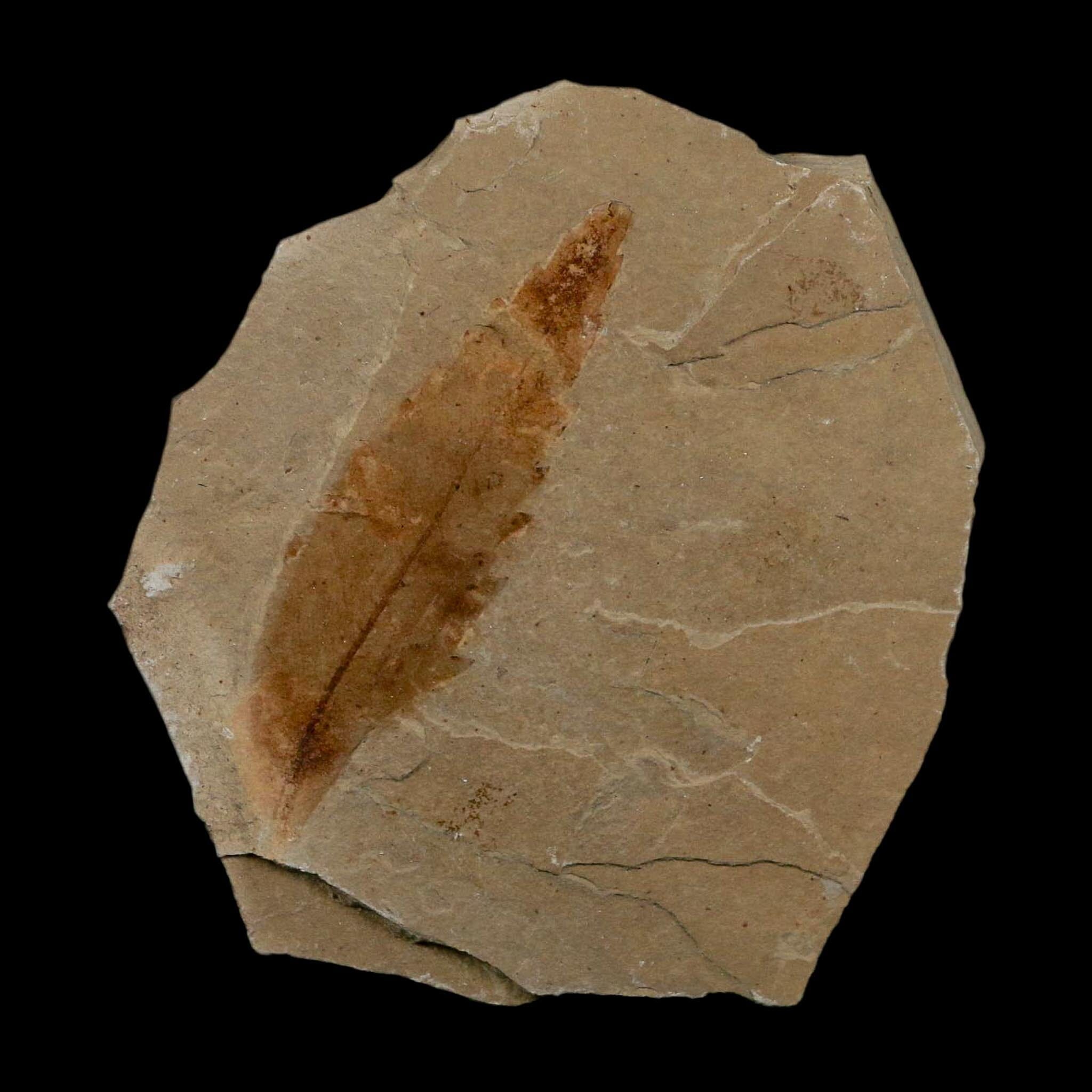 1.9" Detailed Rhus Nigricans Sumac Fossil Plant Leaf Eocene Age Green River UT - Fossil Age Minerals