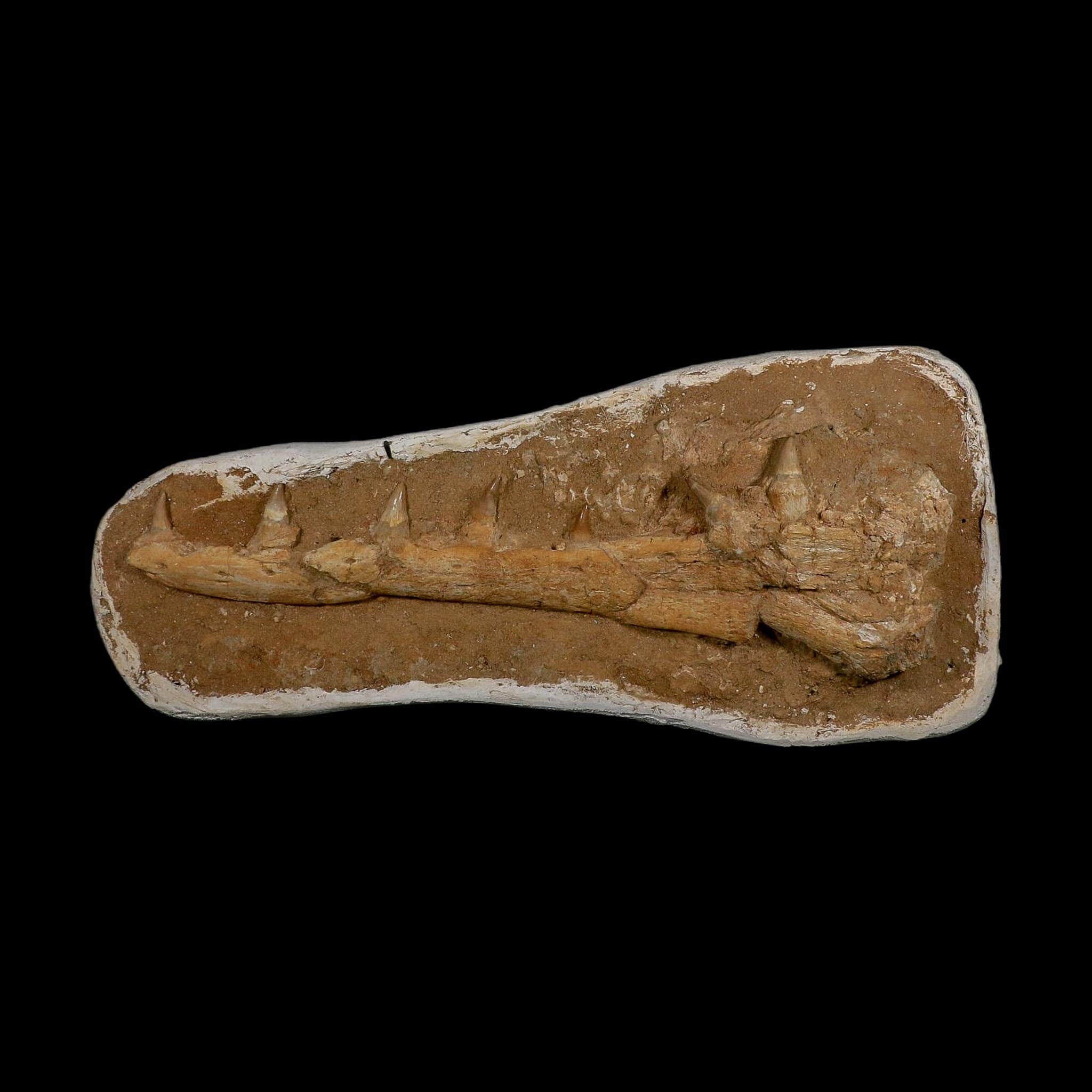 18.9" Mosasaur Platecarpus Fossil Jaw Section Teeth Cretaceous Dinosaur Era COA - Fossil Age Minerals