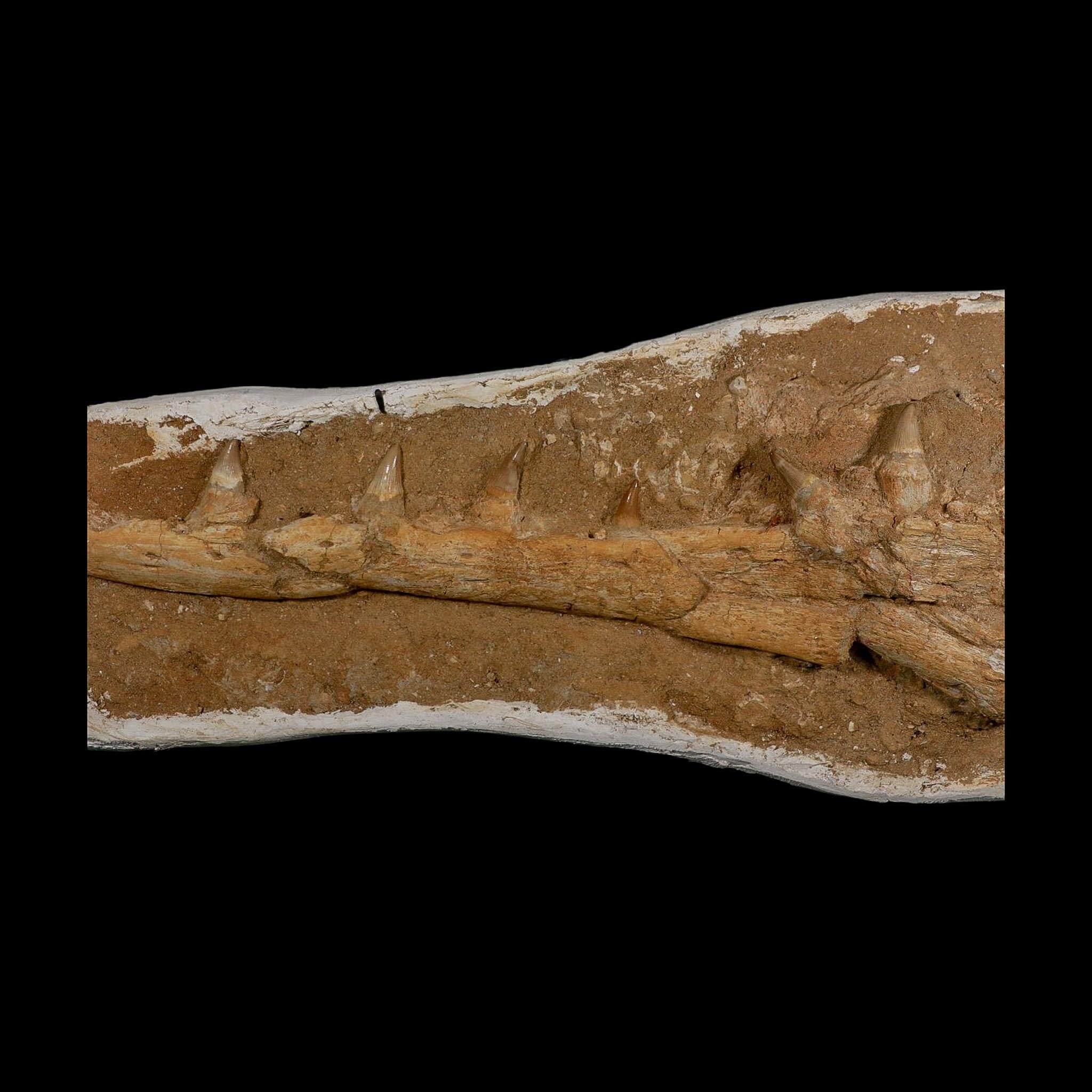 18.9" Mosasaur Platecarpus Fossil Jaw Section Teeth Cretaceous Dinosaur Era COA - Fossil Age Minerals