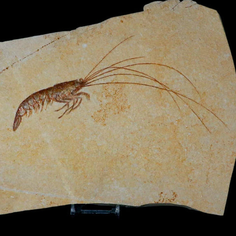 7.6" Acanthochirana Fossil Shrimp Upper Jurassic Age Solnhofen FM Germany COA Stand - Fossil Age Minerals