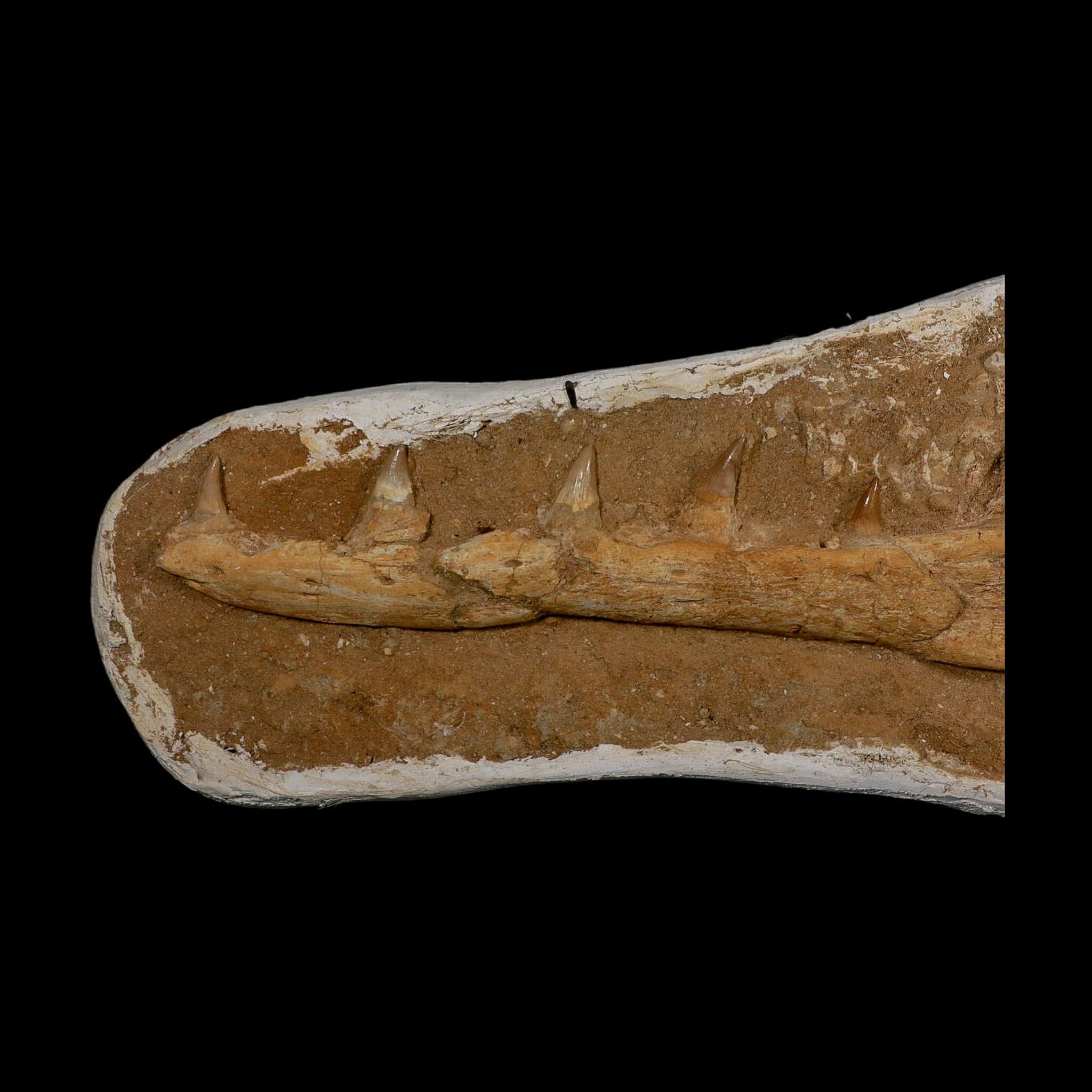 18.9" Mosasaur Platecarpus Fossil Jaw Section Teeth Cretaceous Dinosaur Era COA - Fossil Age Minerals