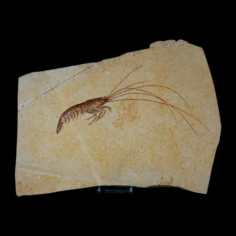 7.6" Acanthochirana Fossil Shrimp Upper Jurassic Age Solnhofen FM Germany COA Stand - Fossil Age Minerals