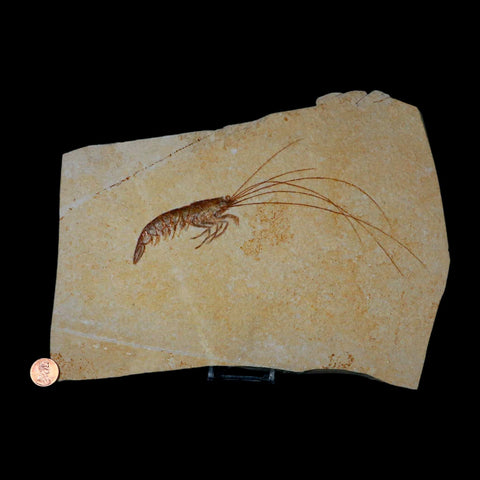 7.6" Acanthochirana Fossil Shrimp Upper Jurassic Age Solnhofen FM Germany COA Stand - Fossil Age Minerals