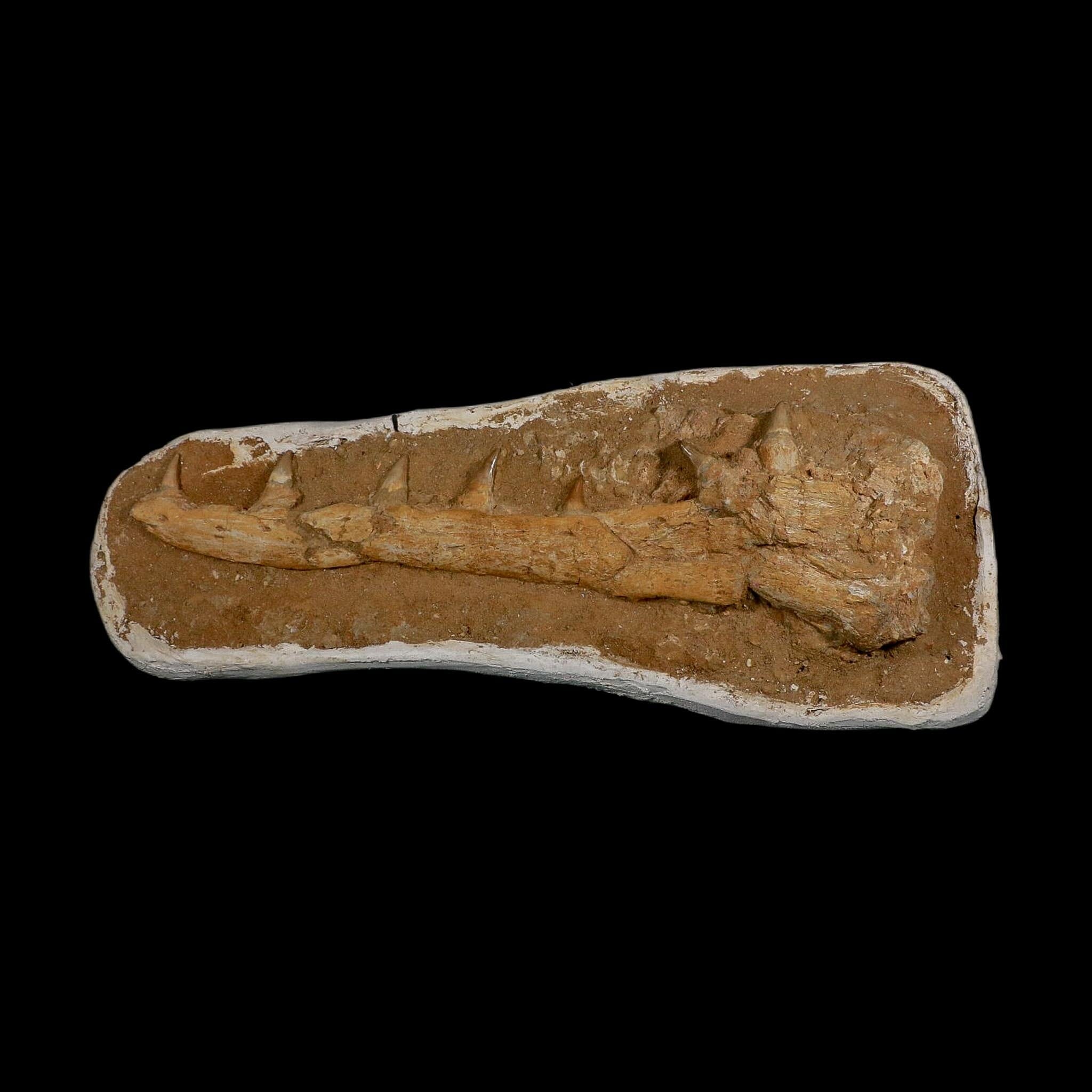 18.9" Mosasaur Platecarpus Fossil Jaw Section Teeth Cretaceous Dinosaur Era COA - Fossil Age Minerals