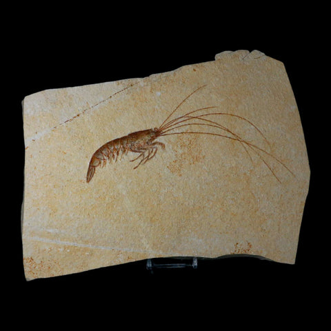 7.6" Acanthochirana Fossil Shrimp Upper Jurassic Age Solnhofen FM Germany COA Stand - Fossil Age Minerals