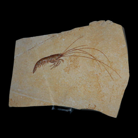 7.6" Acanthochirana Fossil Shrimp Upper Jurassic Age Solnhofen FM Germany COA Stand - Fossil Age Minerals