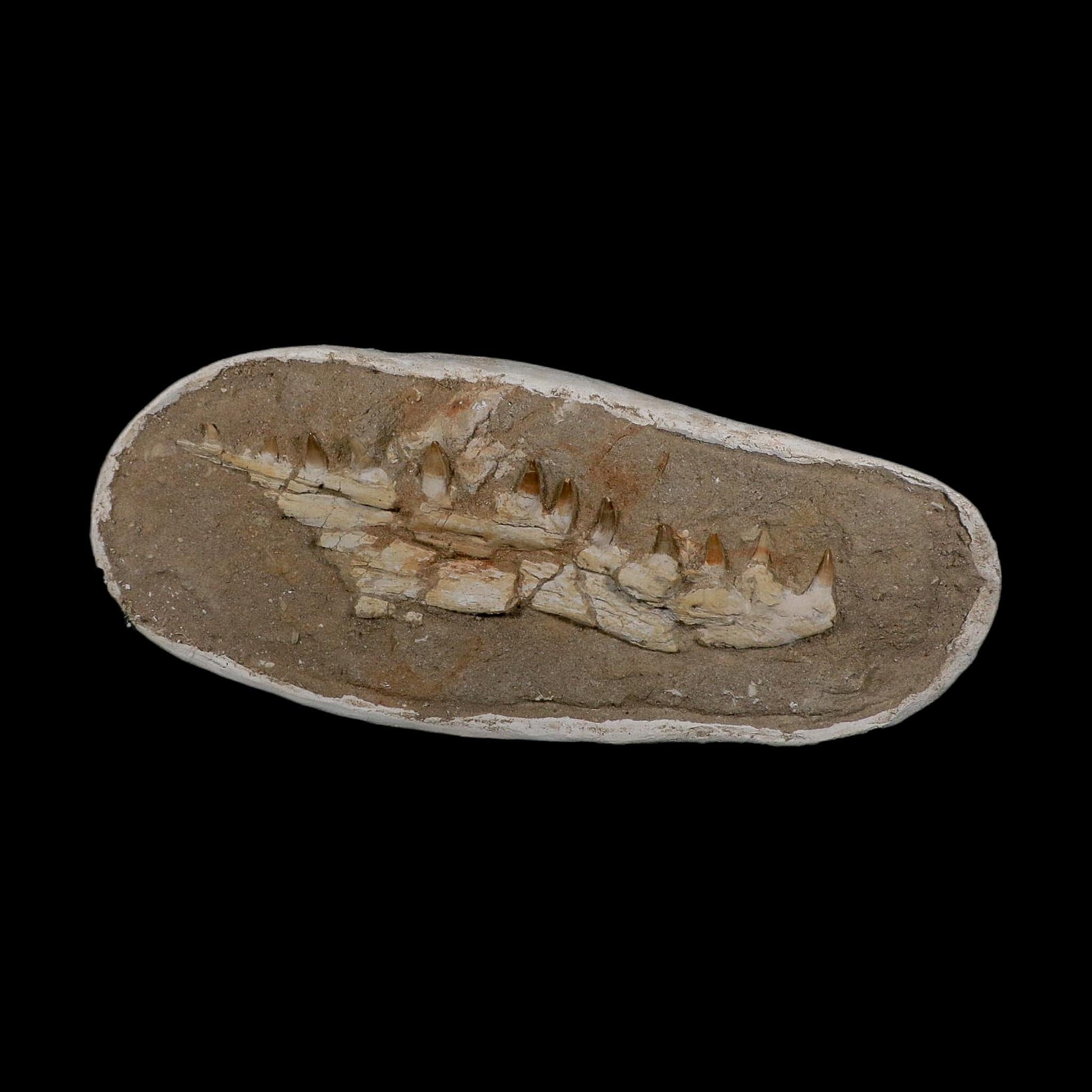 14.8" Halisaurus Mosasaur Fossil Jaw Teeth In Matrix Cretaceous Dinosaur Era COA - Fossil Age Minerals