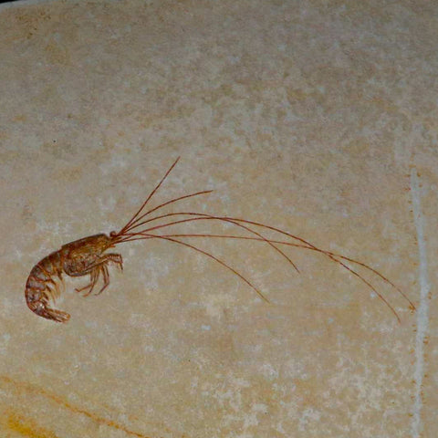 6.8" Acanthochirana Fossil Shrimp Upper Jurassic Age Solnhofen FM Germany COA Stand - Fossil Age Minerals