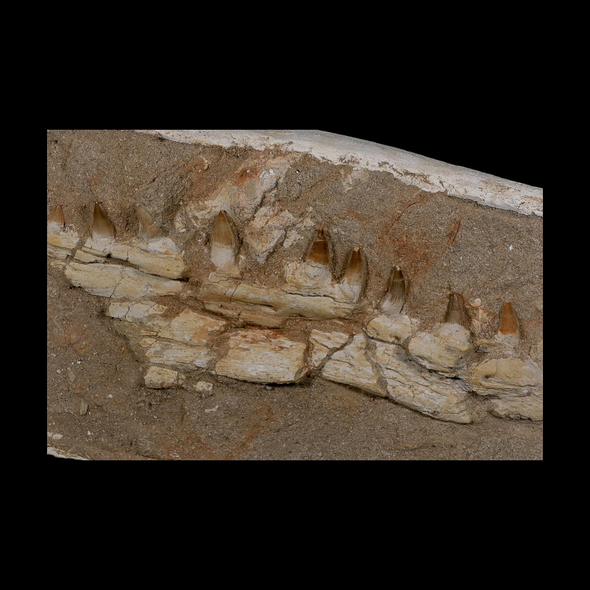 14.8" Halisaurus Mosasaur Fossil Jaw Teeth In Matrix Cretaceous Dinosaur Era COA - Fossil Age Minerals