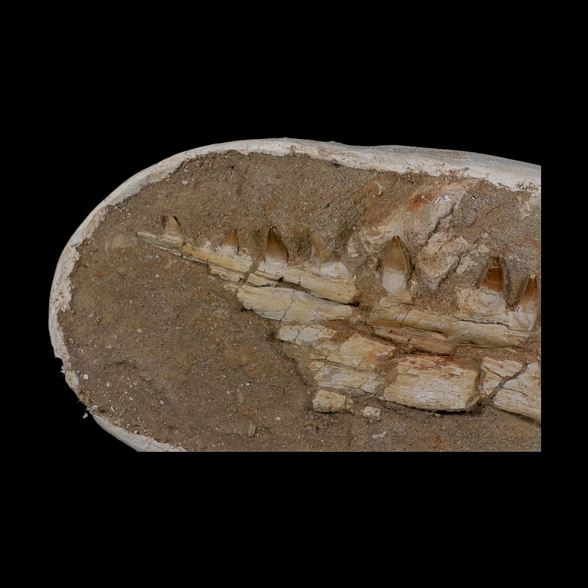 14.8" Halisaurus Mosasaur Fossil Jaw Teeth In Matrix Cretaceous Dinosaur Era COA - Fossil Age Minerals