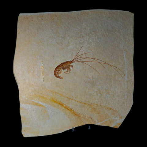 6.8" Acanthochirana Fossil Shrimp Upper Jurassic Age Solnhofen FM Germany COA Stand - Fossil Age Minerals
