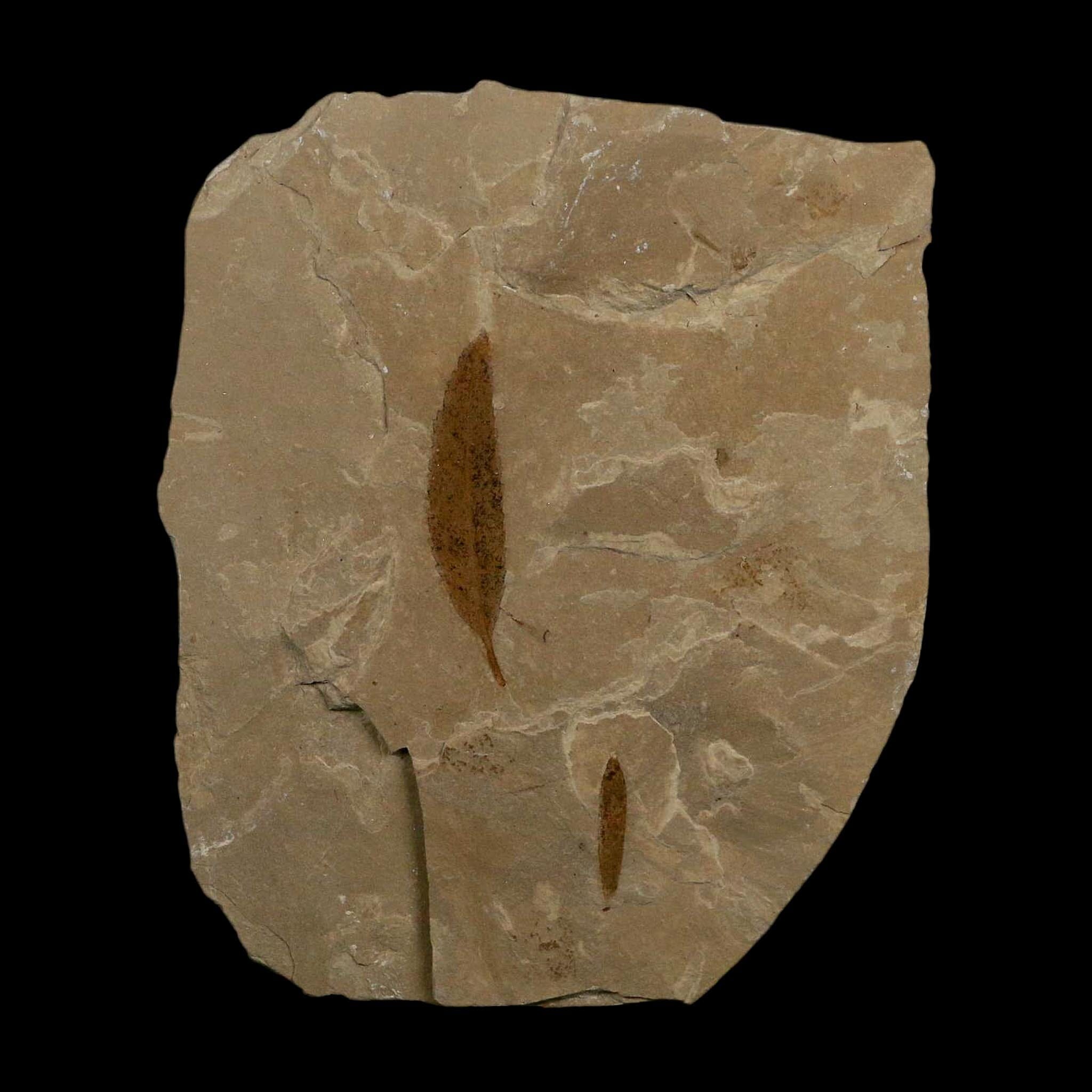 Mimosite Coloradensis And Cedrelospermum Fossil Plant Leaf Eocene Age Green River UT - Fossil Age Minerals