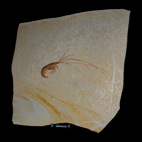 6.8" Acanthochirana Fossil Shrimp Upper Jurassic Age Solnhofen FM Germany COA Stand - Fossil Age Minerals