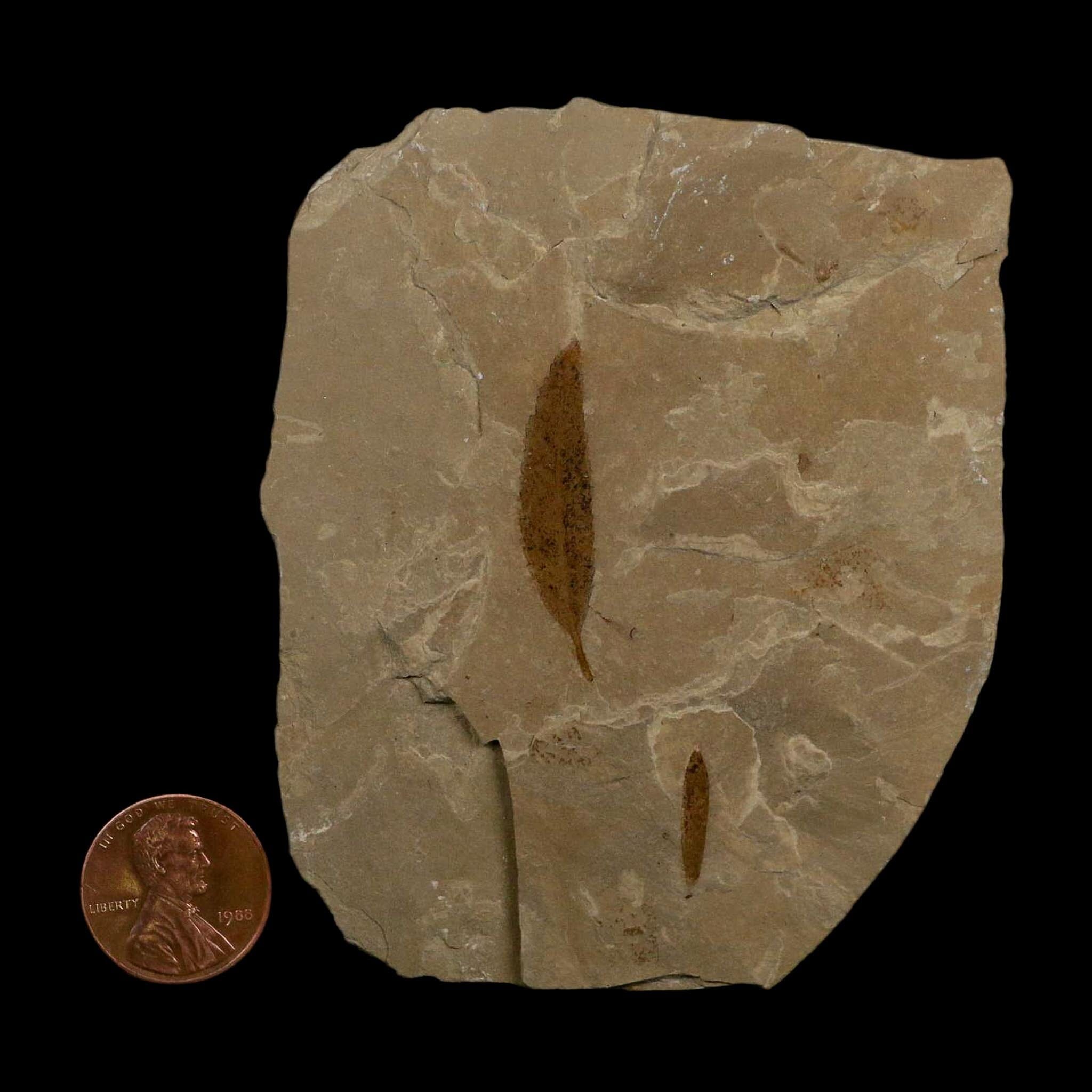 Mimosite Coloradensis And Cedrelospermum Fossil Plant Leaf Eocene Age Green River UT - Fossil Age Minerals
