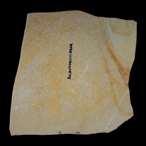 6.8" Acanthochirana Fossil Shrimp Upper Jurassic Age Solnhofen FM Germany COA Stand - Fossil Age Minerals